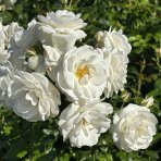 Ruža mnohokvetá (Rosa floribunda) 'ICEBERG – FÉE DES NEIGES’® - výška 20-30 cm, kont. C2L